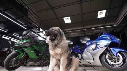 Dog: ஒரு நாளைக்கு ரூ.2,000 செலவு; 20 கோடி மதிப்புள்ள நாயை காண குவிந்த பொதுமக்கள் - எங்கு தெரியுமா?