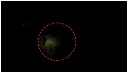 ധോണിയിൽ വീണ്ടും കാട്ടാന ഇറങ്ങി; നെൽകൃഷി നശിപ്പിച്ചു, തെങ്ങ് മറിച്ചിട്ടു