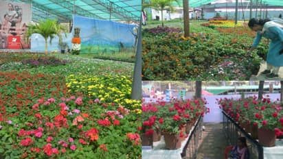 മുല്ല, പിച്ചി, മന്ദാരം മുതൽ ജെനിയം, കൃസാന്തം ഓൾ സീസൺ ബോഗൺവില്ല വരെ; കോഴിക്കോട്ടെ പൂക്കടൽ ശ്രദ്ധേയമാകുന്നു