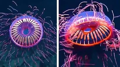 കടലിൽ 4,000 അടി താഴ്ചയിൽ കണ്ടെത്തിയ അപൂർവ 'ഗ്ലോയിംഗ് ജെല്ലിഫിഷ്', വൈറലായി വീഡിയോ