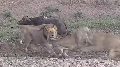 പോത്തിനെ വേട്ടയാടുന്നതിനിടയിൽ പരസ്പരം പോരടിച്ച് സിംഹങ്ങൾ, പിന്നെ സംഭവിച്ചത്, വൈറലായി വീഡിയോ
