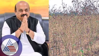 ತೊಗರಿ ಬೆಳೆಗಾರರಿಗೆ ಗುಡ್ ನ್ಯೂಸ್- ಬೆಳೆ ನಷ್ಟಕ್ಕೆ ಸಂಜೆಯೊಳಗೆ ಪರಿಹಾರ ಧನ ಘೋಷಣೆ: ಸಿಎಂ ಬೊಮ್ಮಾಯಿ ಭರವಸೆ