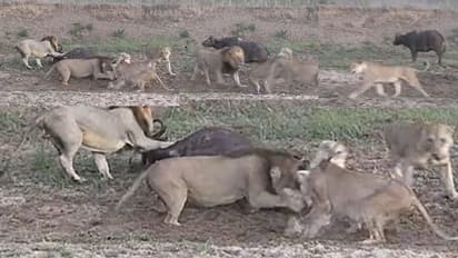 ಬೇಟೆಯಾಡುವ ವೇಳೆ ಸಿಂಹಗಳ ನಡುವೆಯೇ ಕಿತ್ತಾಟ:  ಪಾರಾದ ಕಾಡೆಮ್ಮೆ... ಹಳೆ ವಿಡಿಯೋ ವೈರಲ್