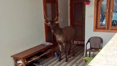 ಮನೆಯೊಳಗೆ ಬಂದು ಸೆರೆಯಾದ ಸಾರಂಗ : ಫೋಟೋ ವೈರಲ್