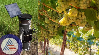 Vijayapura: ದ್ರಾಕ್ಷಿ ಬೆಳೆ ರಕ್ಷಣೆಗೆ ಹೊಸ ಅಸ್ತ್ರ ಹುಡುಕಿಕೊಂಡ ರೈತರು: ಹಕ್ಕಿಗಳ ಕಾಟಕ್ಕೆ ಸಿಕ್ತು ಮುಕ್ತಿ