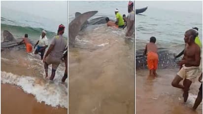 45 ഓളം പേരുടെ കഠിനാധ്വാനം; ഭീമാ പള്ളിയിൽ കരമടി വലയിൽ കുടുങ്ങിയ തിമിംഗല സ്രാവിനെ രക്ഷിച്ചു