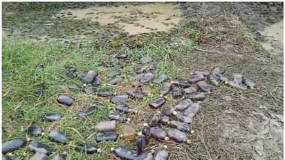 മീൻ പിടിക്കുന്നതിനിടെ യുവാക്കൾക്ക് കിട്ടിയത് ചെളിക്കെട്ടിൽ സൂക്ഷിച്ചിരുന്ന വ്യാജമദ്യം; കേസെടുത്ത് എക്സൈസ്