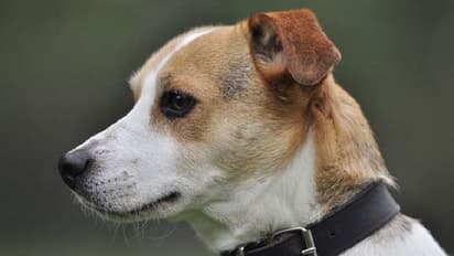 இந்தியாவில் முதல் முறையாக நாய்க்கு இதய அறுவைசிகிச்சை! டெல்லி கால்நடை மருத்துவமனை சாதனை!