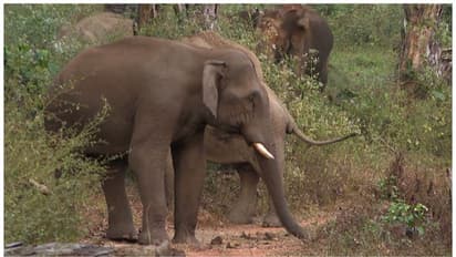 ചിന്നക്കനാലിൽ വീട് തകർത്ത് അരിക്കൊമ്പൻ