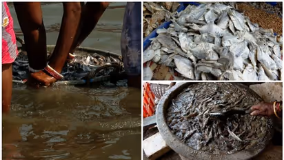 കഴുകൽ മനുഷ്യ വിസർജ്യം കലർന്ന ദുർഗന്ധമുള്ള വെള്ളത്തിൽ; മലയാളി കഴിക്കുന്ന ഉണക്കമീന് തീരേ സെയ്ഫല്ല!