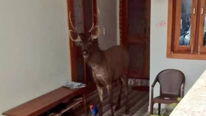 വീട്ടിലൊരു മ്ലാവ്, പിടിച്ചുകെട്ടി വനം വകുപ്പ്, വീഡിയോ വൈറൽ, വിമർശനവും... 