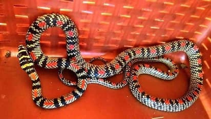 ಉಡುಪಿ: ಅಪರೂಪದ ಹಾರುವ ಹಾವು ಪತ್ತೆ..!