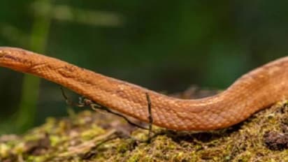 ആമസോണിൽ നിന്ന് ഒരടി മാത്രമുള്ള മലമ്പാമ്പിനെ കണ്ടെത്തി; കണ്ടെത്തൽ പുതിയ പഠനങ്ങൾക്ക് വഴി തുറക്കും