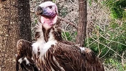 സംശയാസ്പദ സാഹചര്യത്തിൽ കഴുകന്റെ മരണം, വിവരം നൽകുന്നവർക്ക് എട്ട് ലക്ഷം രൂപ നൽകുമെന്ന് മൃഗശാല