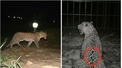 ആശ്വാസം, മൂന്ന് ജീവനെടുത്ത് മൈസൂരുവിന്റെ വനമേഖലയെ വിറപ്പിച്ച പുലി ഒടുവില് പിടിയില്