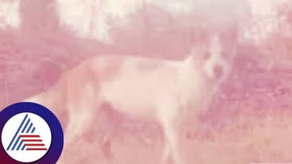 ವಿಶ್ವದ ಮೊತ್ತ ಮೊದಲ ಬಿಳಿ ಸೀಳುನಾಯಿ ಕರ್ನಾಟಕದಲ್ಲಿ ಪತ್ತೆ