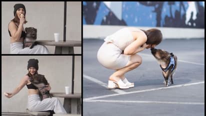 ലോകത്തിലെ ഏറ്റവും സ്മാര്‍ട്ടായ പന്നി 'മെര്‍ലിന്‍'എന്ന് നെറ്റ്സണ്‍സ് 