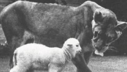 മാംസം കണ്ണെടുത്താൽ കണ്ടുകൂടാ, കൂട്ടിന് ആടുകളും കോഴികളും; മുട്ടയും സസ്യാഹാരവും മാത്രം കഴിച്ച ആഫ്രിക്കൻ പെൺസിംഹം