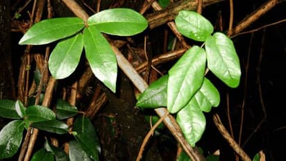 പ്ലാവില ആയും വളരും മാവില ആയും വളരും, ഓന്തിന്റെ സ്വഭാവമുള്ള ഈ വിചിത്ര സസ്യത്തെ അറിയുമോ?