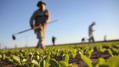 കൃഷി പഠിക്കാൻ ഇസ്രായേലിലേക്ക് കൊണ്ടുപോകാമോ എന്ന് കർഷകന്റെ അപേക്ഷ, നടപ്പില്ലെന്ന് പഞ്ചായത്ത്