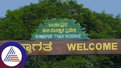 ಬಂಡೀಪುರದಲ್ಲಿ ಮೈನವಿರೇಳಿಸುವ ವನ್ಯಜೀವಿ ಕಲರವ: ಪ್ರವಾಸಿಗರಿಗೆ ರೋಮಾಂಚನ..!