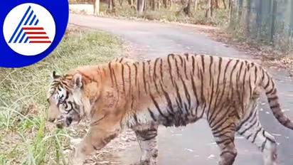 நாமக்கல்லில் வனத்துறைக்கு தொடர்ந்து போக்கு காட்டும் புலி; ஆட்டை கடித்து மீண்டும் அச்சுறுத்தல்