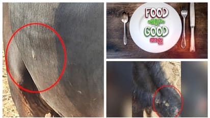 സംസ്ഥാനത്ത് ചർമ്മ മുഴയുള്ള കാലികളെ കശാപ്പിനായി വിൽക്കുന്നു; ഉത്തരവാദിത്തം തദ്ദേശ വകുപ്പിനെന്ന് ചിഞ്ചുറാണി