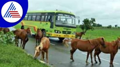 ಸಾರ್ವಜನಿಕ ಸಂಚಾರಕ್ಕೆ ಕಿರಿಕಿರಿ: ಕುದುರೆಗಳ ಕಟ್ಟಿ​ಹಾ​ಕಲು ಮಾಲೀ​ಕರಿಗೆ ವಾರ ಗಡು​ವು