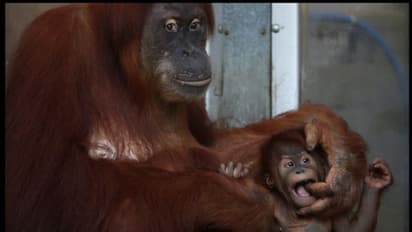 പരിണാമ സിദ്ധാന്തത്തിന് കൂടുതല് തെളിവ്;മനുഷ്യനും കുരങ്ങുകളും ആശയവിനിമയത്തിന് ഉപയോഗിക്കുന്നത് ഒരേ ആംഗ്യഭാഷ