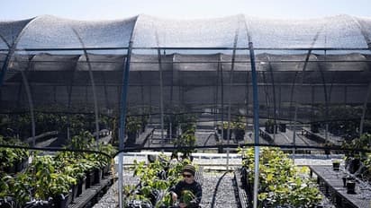 ഭാവി, ജനിതക മാറ്റം വരുത്തിയ വനങ്ങളുടേതാകുമോ ?