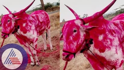 Bagalakot: ಬರೋಬ್ಬರಿ 14 ಲಕ್ಷ ರೂ.ಗೆ ಮಾರಾಟವಾದ ಬಲಭೀಮ ಎತ್ತು: ವಿಶೇಷತೆಗಳೇನು?