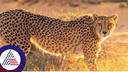 ಚಿರತೆ ಹಾವಳಿ ನಡುವೆ ಪ್ರತಿ ವರ್ಷ ಭಾರತಕ್ಕೆ ಬರಲಿದೆ 12 ಚೀತಾ, ದಕ್ಷಿಣ ಆಫ್ರಿಕಾ ಜೊತೆ ಒಪ್ಪಂದ!