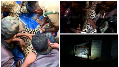 മണ്ണാർക്കാട് കോഴിക്കൂട്ടിൽ കുടുങ്ങിയ പുലി ചത്തു, ഹൃദയാഘാതമെന്ന് പ്രാഥമിക നിഗമനം,പോസ്റ്റുമോർട്ടം നടത്തും