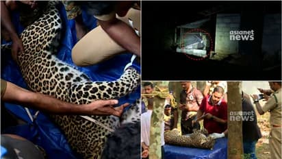 'പുലിക്ക് ക്യാപ്ചര് മയോപ്പതി'; മണ്ണാര്ക്കാട്ട് കോഴിക്കൂട്ടില് കുടുങ്ങിയ പുലി ചത്തത് ഹൃദയാഘാതം മൂലം