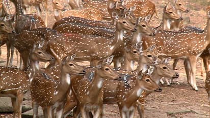 തിരുവനന്തപുരം മൃഗശാലയിലെ ക്ഷയരോഗബാധ: വേണ്ടി വന്നാൽ മൃഗങ്ങളെ കൂട്ടത്തോടെ കൊല്ലണമെന്ന് സിയാദ്