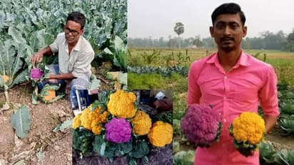 ಬಣ್ಣ ಬಣ್ಣದ ಹೂಕೋಸು ಬೆಳೆದು ಬದುಕ ಹೂವಾಗಿಸಿದ ರೈತ