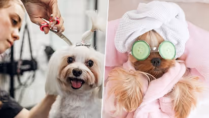 Top three latest trends in pet grooming essentially for the winter season