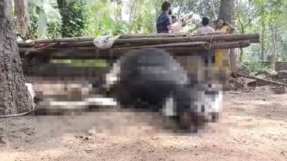 കാലിത്തീറ്റയിൽ നിന്നും ഭക്ഷ്യവിഷബാധ ; കോട്ടയത്ത് അവശനിലയിലായിരുന്ന പശു ചത്തു