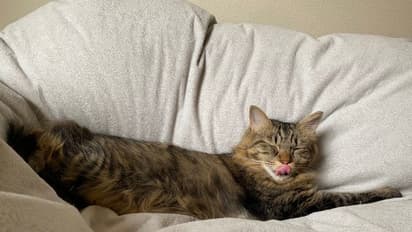 ಬೆಕ್ಕು ಅಪಶಕುನ ಅಂತಾರೆ, ಈ ದಂಪತಿ ಲೈಫಲ್ಲೂ ಮಾರ್ಜಾಲದಿಂದಾಯ್ತು ಡಿವೋರ್ಸ್!