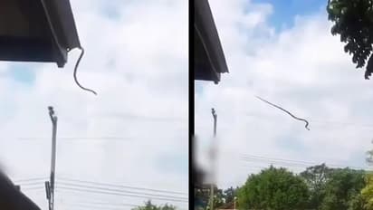 പറക്കുന്ന പാമ്പ്! വീഡിയോയ്ക്ക് പിന്നിലെ യാഥാര്ത്ഥ്യം...