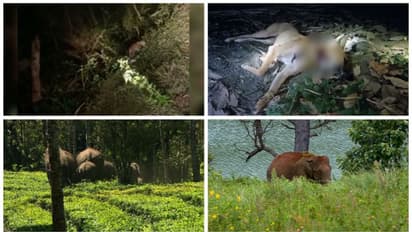 മണ്ണാർക്കാട് വീണ്ടും പുലി? കടുവാ ശല്യത്തിൽ പ്രതിഷേധിച്ച് പൊൻമുടികോട്ടയിൽ റോഡ് ഉപരോധം, കാട്ടാനശല്യത്തിൽ ചർച്ച