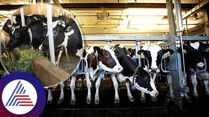 இந்தியாவில் கால்நடை சுகாதரத்தை மேம்படுத்த 25 மில்லியன் டாலர்: ஜி20 தொற்றுநோய் நிதியம் ஒப்புதல்