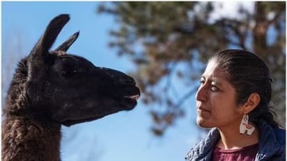 27 -ാം ജന്മദിനം ആഘോഷിച്ച് ലോകത്തിലെ ഏറ്റവും പ്രായം കൂടിയ ലാമ !