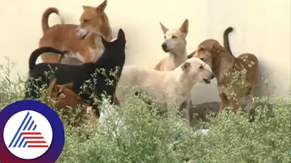  ಅಯ್ಯೋ.. ಕಂದಮ್ಮ! ಆಸ್ಪತ್ರೆಯಲ್ಲಿ ತಾಯಿ ಪಕ್ಕ ಮಲಗಿದ್ದ ಶಿಶು ಕೊಂದ ಬೀದಿ ನಾಯಿಗಳು