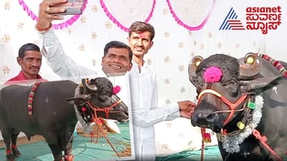 ಮಹಾರಾಷ್ಟ್ರದ ಕೃಷಿ ಮೇಳದಲ್ಲಿ ಮಿರಿಮಿರಿ ಮಿಂಚಿದ ಕರ್ನಾಟಕದ ಕೋಣ...!