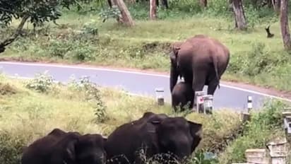 'അമ്മയുണ്ടല്ലോ കൂടെ'; കുട്ടിയാനയെ പരിശീലിപ്പിക്കുന്ന അമ്മയാന- വീഡിയോ...