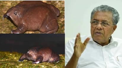 മുഖ്യമന്ത്രി 'നോ പറഞ്ഞ' പാതാള തവള ചെറിയ പുള്ളിയല്ല