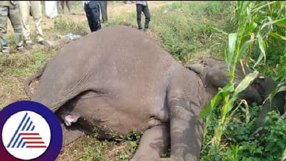 Chamarajanagar: ಜಮೀನಿಗೆ ಹಾಕಿದ್ದ ವಿದ್ಯುತ್ ತಂತಿ ತಗುಲಿ ಹೆಣ್ಣಾನೆ ಸಾವು