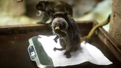 കനത്ത സുരക്ഷയ്ക്കിടെ അപൂര്വ്വയിനം കുരങ്ങുകളെ കാണാതായി; മൃഗശാലയിലെ കൂടുകള് പൊളിച്ച നിലയില്, ആശങ്ക