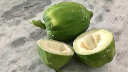 വണ്ണം കുറയ്ക്കാനും പ്രതിരോധശേഷി കൂട്ടാനും; അറിയാം പച്ച പപ്പായയുടെ ആരോഗ്യ ഗുണങ്ങൾ...